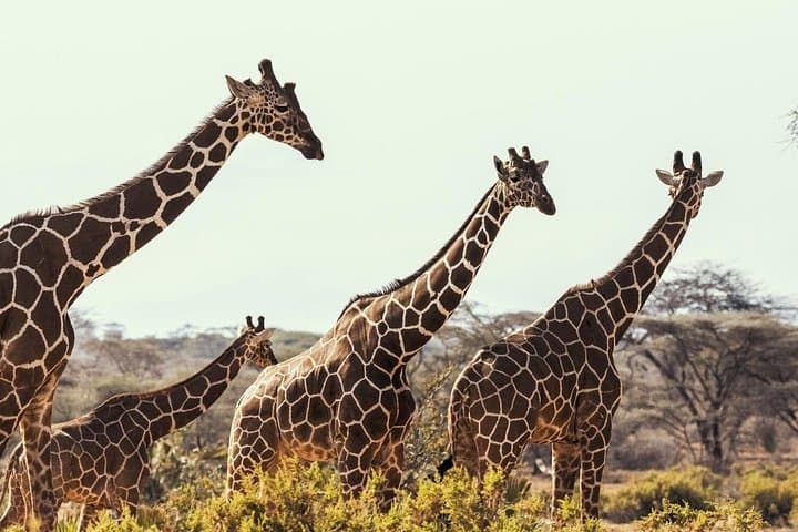 7-Day Big Five Safari from Mombasa: Ngutuni, Taita Hills, Amboseli & Tsavo photo 4