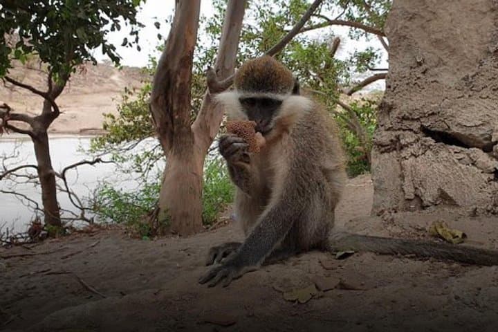 Sodere Hot Springs Day Trip from Addis Ababa — Awash River Baths & Wildlife photo 5
