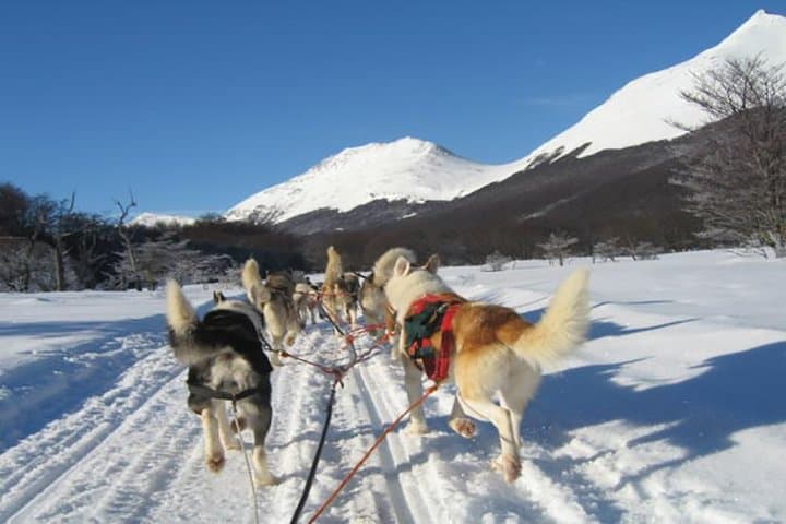 Husky Sled & Snowshoe to Alvear Icefall — Tierra Mayor Winter Adventure photo 4