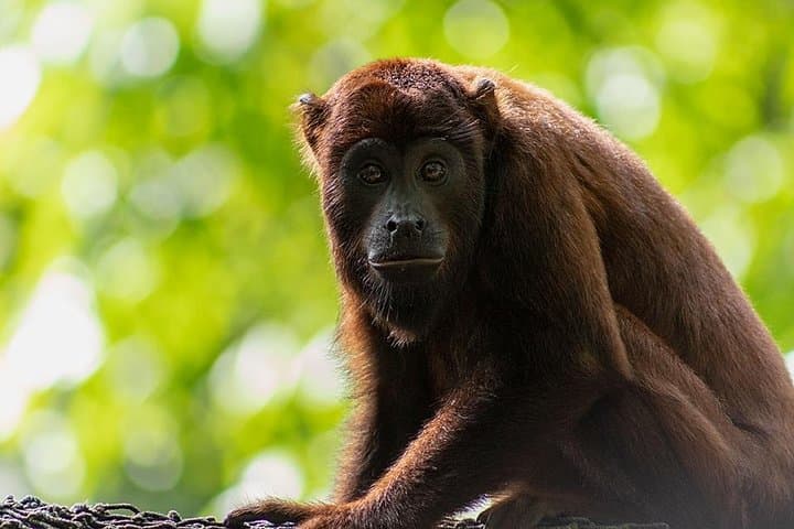 Tambopata Amazon Shelter & Local Farm Experience — Puerto Maldonado Day Trip