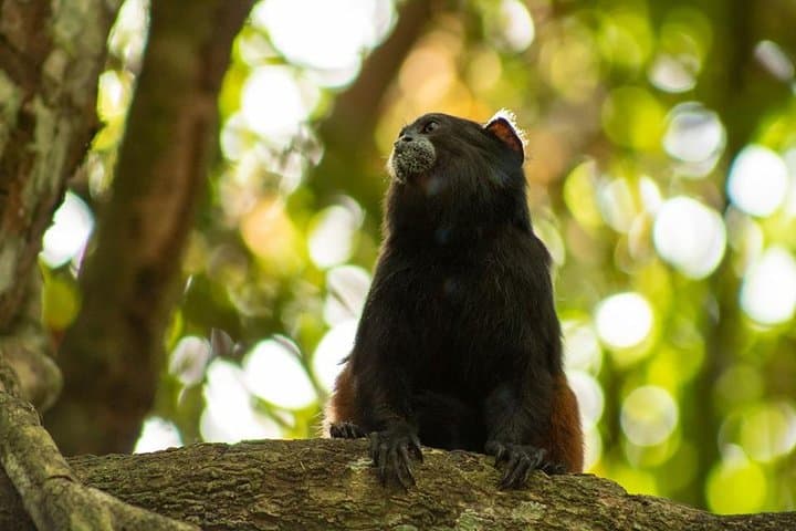Tambopata Amazon Shelter & Local Farm Experience — Puerto Maldonado Day Trip photo 2