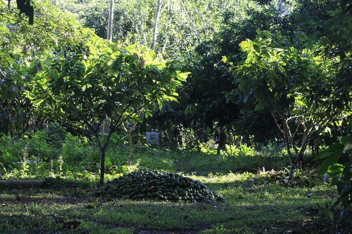 Tambopata Amazon Shelter & Local Farm Experience — Puerto Maldonado Day Trip photo 3