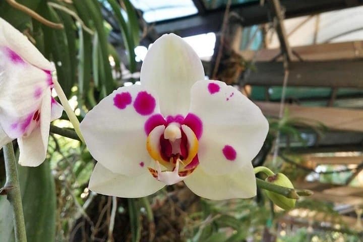 KL Go Nature: Orchid Garden, Bird Park & Butterfly Park Private Tour photo 3