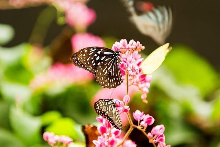 KL Go Nature: Orchid Garden, Bird Park & Butterfly Park Private Tour photo 2