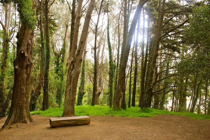 Guided Presidio Hike: Main Post to the Golden Gate Bridge — History, Art & Coastal Views photo 3