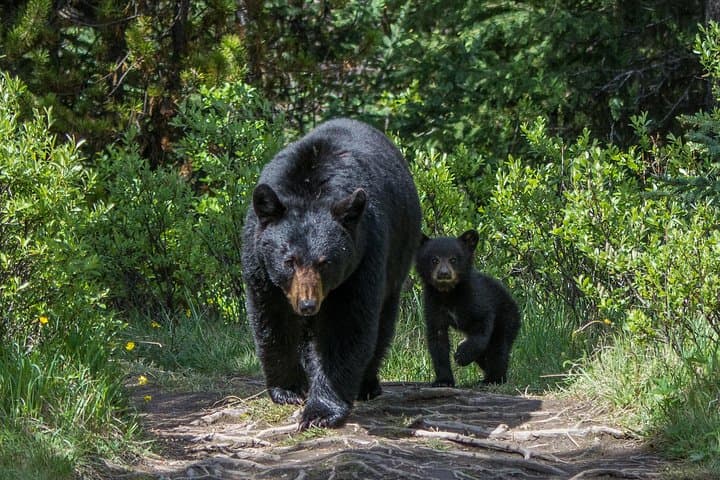 Jasper Evening Wildlife Tour — When and Where to Spot Elk, Bears & Bighorn Sheep photo 4
