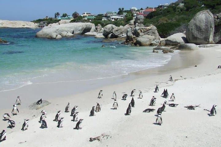 Cape Point & Boulders Beach Private Penguin Tour — Cape Peninsula Full-Day photo 2