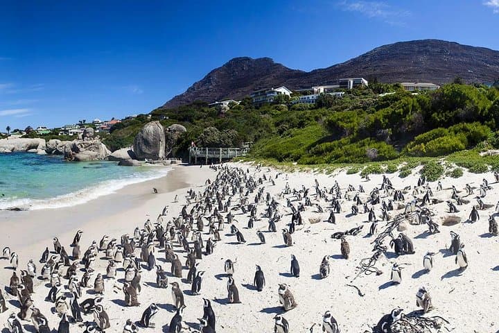 Cape Point & Boulders Beach Private Penguin Tour — Cape Peninsula Full-Day