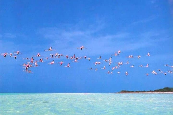 Holbox Day Trip from Cancun: Boat to Cenotes, Passion Island & Beach Bikes photo 2