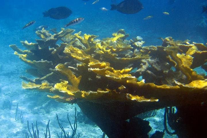 Fajardo Afternoon Snorkeling Adventure: Coral Cays & Sea Turtles photo 6