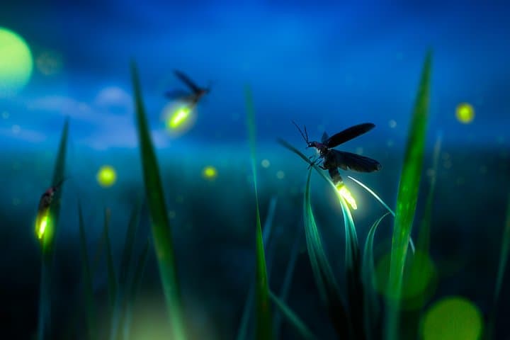 Kuala Selangor Firefly Tour — Kampung Kuantan Night Boat & Seafood Dinner photo 2