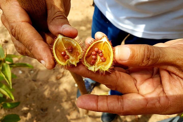 4-Hour Amazon Rainforest Hike from Manaus: Guided Jungle Trek & Canoe Transfer photo 2