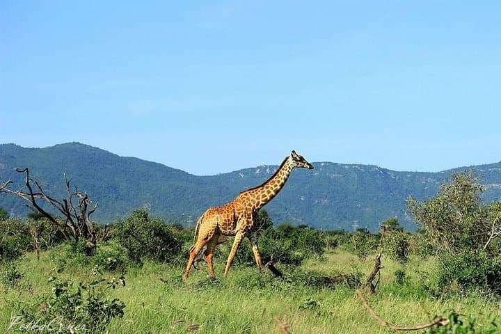 3-Day Tsavo East & Ngutuni Safari from Mombasa — Ngutuni Lodge & Game Drives photo 3
