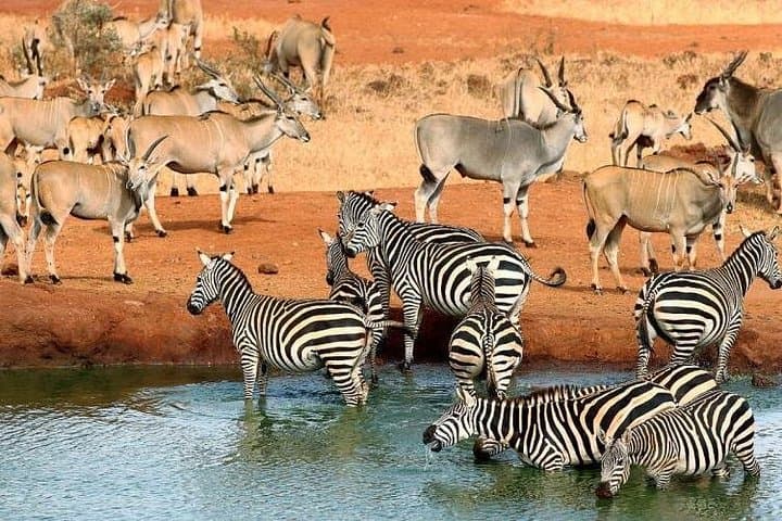 3-Day Tsavo East & Ngutuni Safari from Mombasa — Ngutuni Lodge & Game Drives photo 2