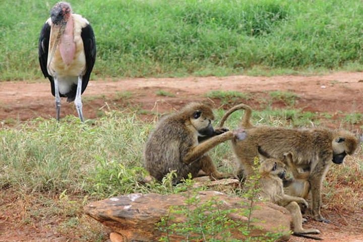 3-Day Tsavo East & Lumo Wildlife Safari from Diani photo 2