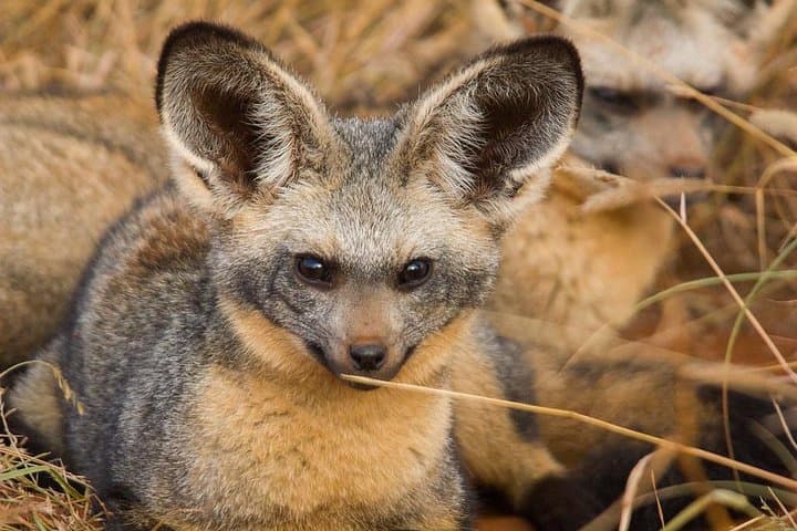 3-Day Tsavo East & Lumo Wildlife Safari from Diani photo 3