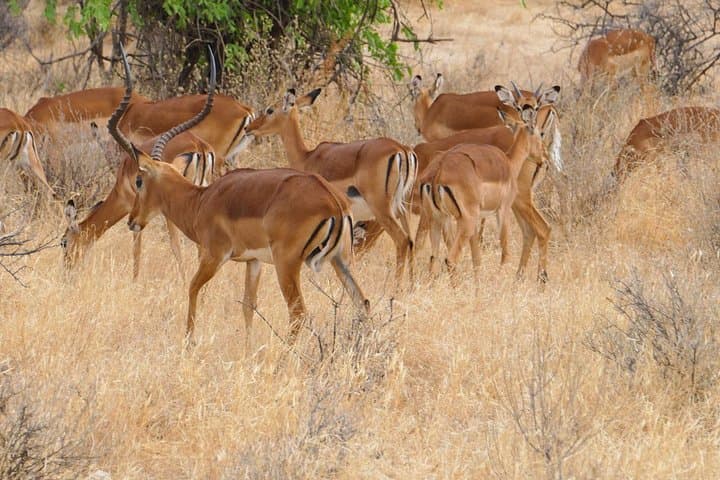 3-Day Tsavo East & Lumo Wildlife Safari from Diani photo 4