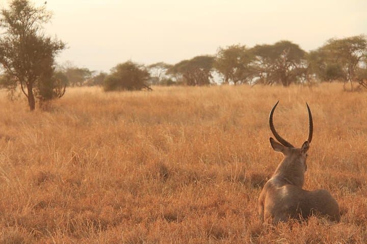 3-Day Tsavo East & Lumo Wildlife Safari from Diani photo 5