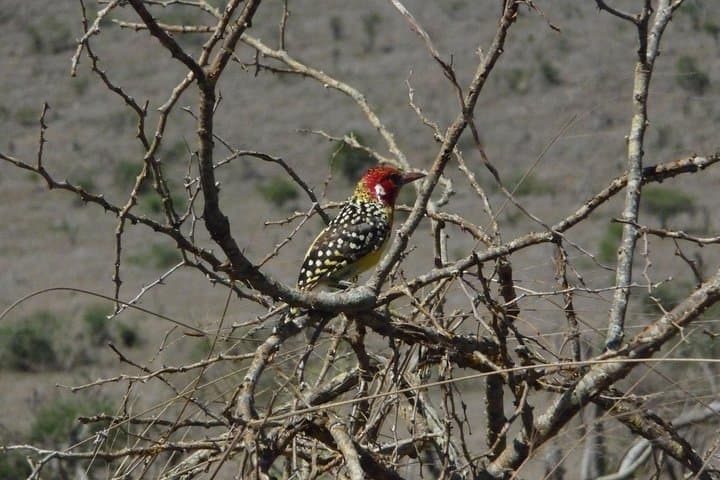 3-Day Tsavo East & Lumo Wildlife Safari from Diani photo 6