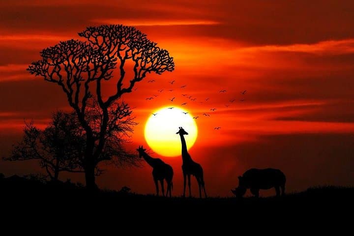 Two-Day Spectacular Tanzania Safari: Mkomazi & Arusha Wildlife Weekend photo 4