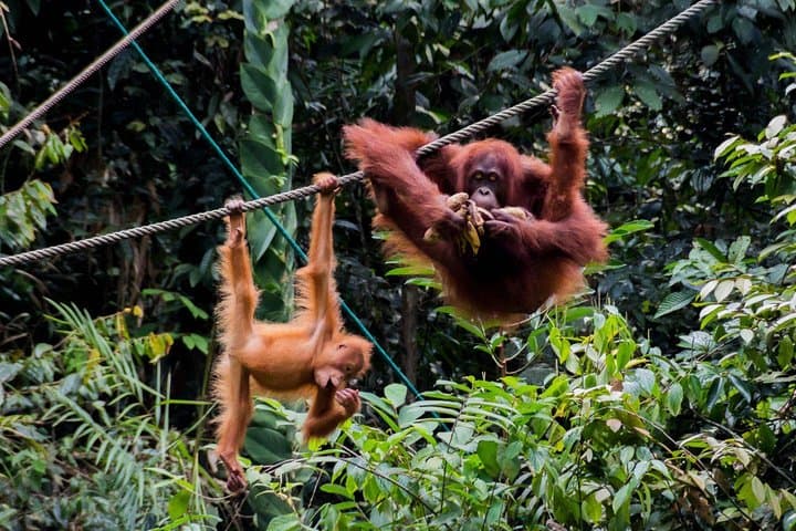 Semenggoh Wildlife Centre Orangutan Experience from Kuching — What to Expect photo 6