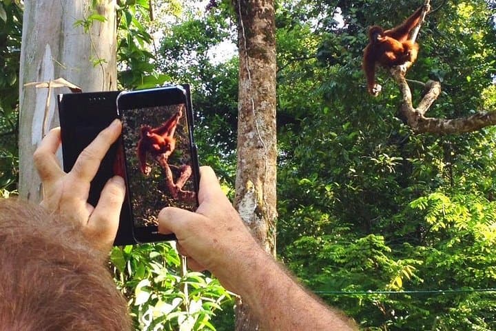Semenggoh Wildlife Centre Orangutan Encounter — Day Tour from Kuching photo 4