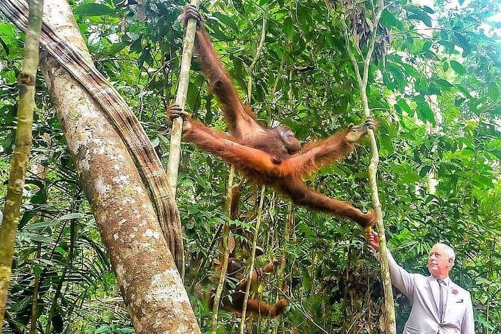 Semenggoh Wildlife Centre Orangutan Encounter — Day Tour from Kuching