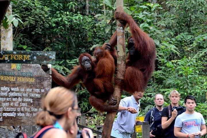 Semenggoh Wildlife Centre Orangutan Encounter — Day Tour from Kuching photo 5