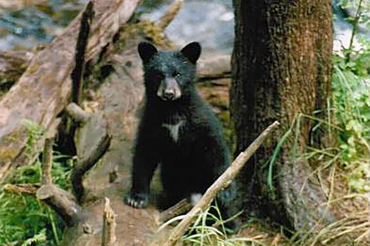 Traitors Cove Bear Viewing: Wild Alaska Floatplane Adventure photo 5