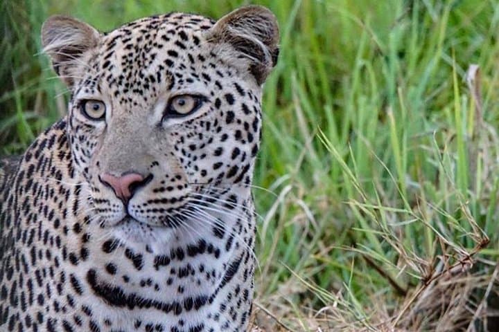 12-Day Uganda Safari: Gorilla & Chimpanzee Trekking from Murchison Falls to Bwindi