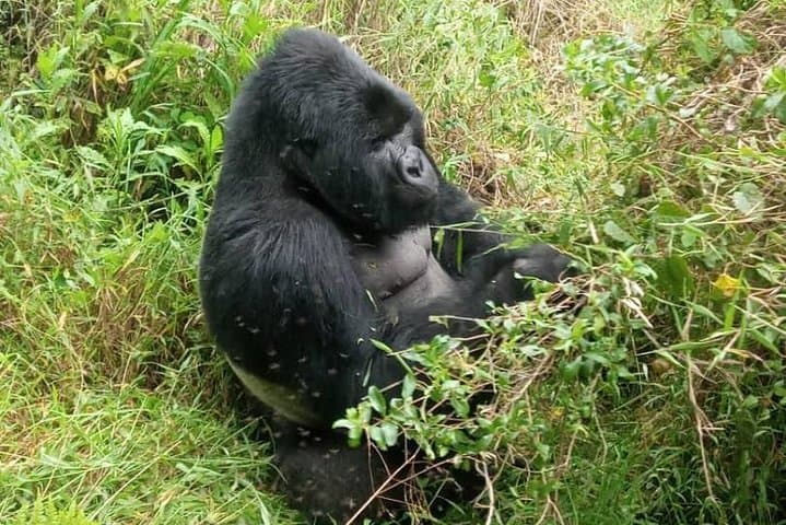 12-Day Uganda Safari: Gorilla & Chimpanzee Trekking from Murchison Falls to Bwindi photo 5