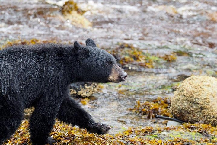 Traitors Cove Bear Viewing: Wild Alaska Floatplane Adventure photo 6
