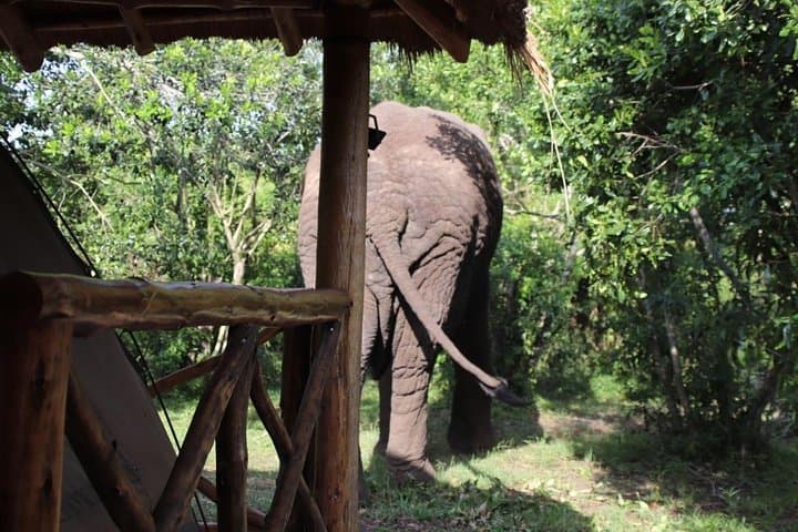 8-Day Gorilla Trek, Chimp Habituation & Uganda Wildlife Safari photo 3