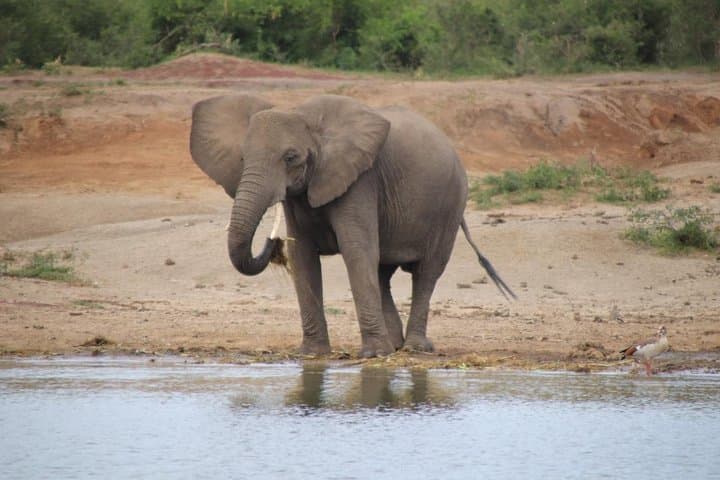 8-Day Gorilla Trek, Chimp Habituation & Uganda Wildlife Safari