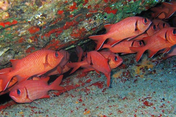 South Poipu Guided Shore Snorkel: Turtle-Spotting & Reef Ecology photo 6