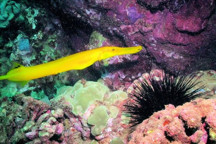 Kauai’s Ultimate South Shore Two‑Tank Shore Dive at Koloa Landing photo 2