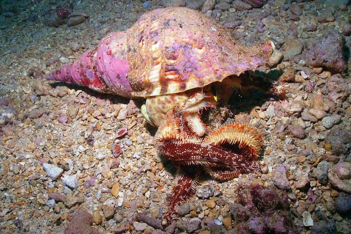 Kauai’s Ultimate South Shore Two‑Tank Shore Dive at Koloa Landing photo 4