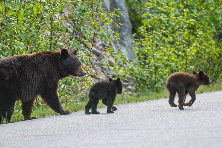 Jasper Maligne Lake Wildlife and Sightseeing Tour with Lakeshore Hike photo 2