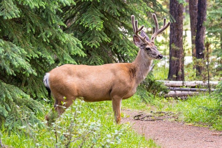 Jasper Maligne Lake Wildlife and Sightseeing Tour with Lakeshore Hike photo 6