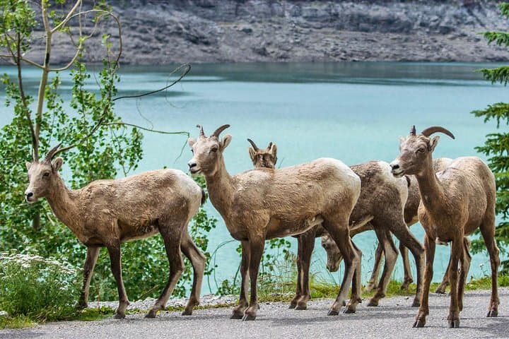 Jasper Maligne Lake Wildlife and Sightseeing Tour with Lakeshore Hike photo 4