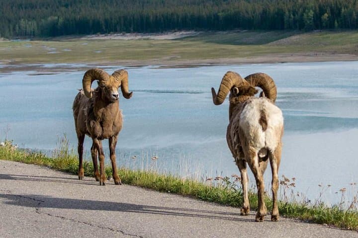 Jasper Maligne Valley Wildlife Tour with Maligne Lake Cruise to Spirit Island photo 4