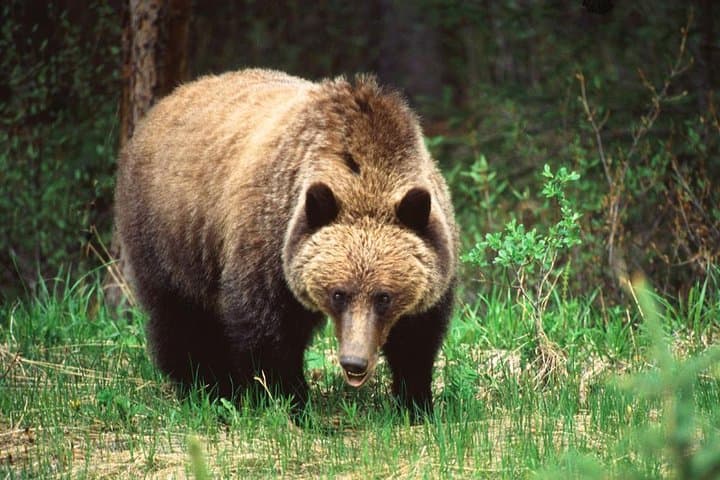 Jasper Maligne Valley Wildlife Tour with Maligne Lake Cruise to Spirit Island photo 6