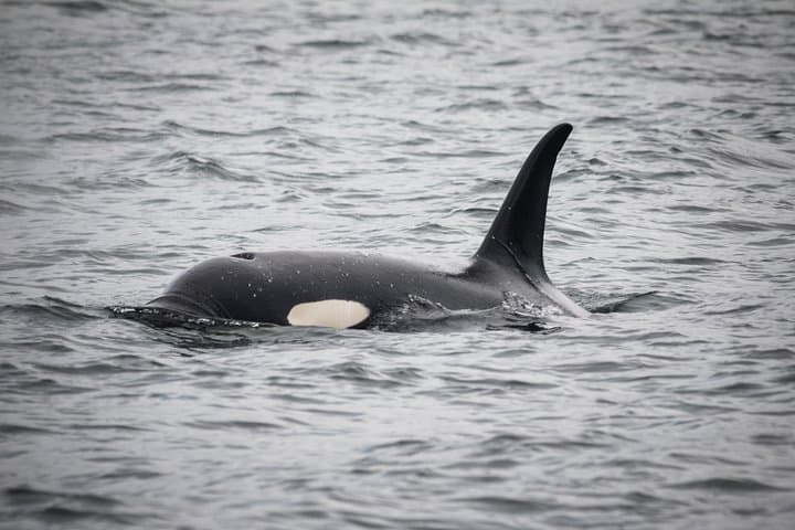 Ketchikan Whale Watching and Wildlife Viewing Quest — Tongass Narrows Excursion photo 6
