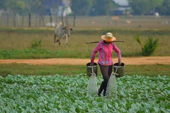 Farm Cooking Class in Siem Reap: Market Tour & Hands-On Khmer Cooking photo 4