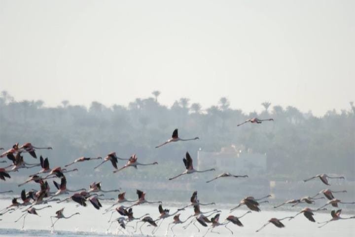 Fayoum Full-Day Birdwatching at Wadi El Rayan and Lake Qarun photo 2