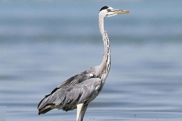 Fayoum Full-Day Birdwatching at Wadi El Rayan and Lake Qarun photo 3