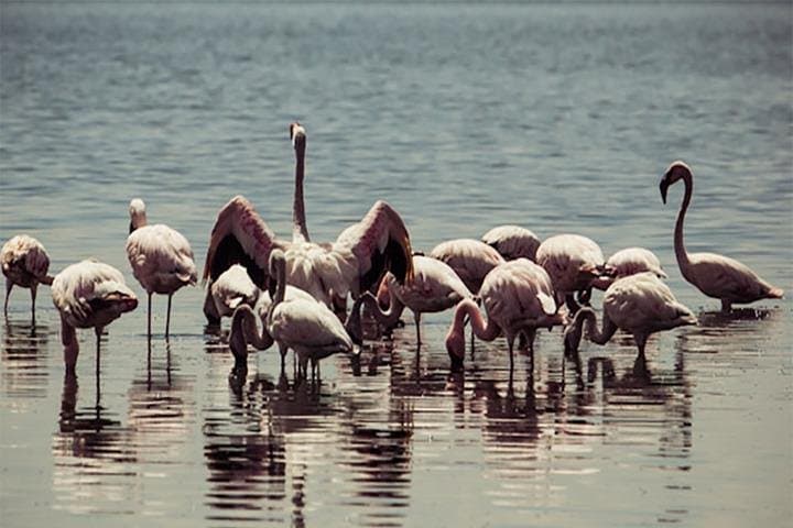 Fayoum Full-Day Birdwatching at Wadi El Rayan and Lake Qarun photo 4