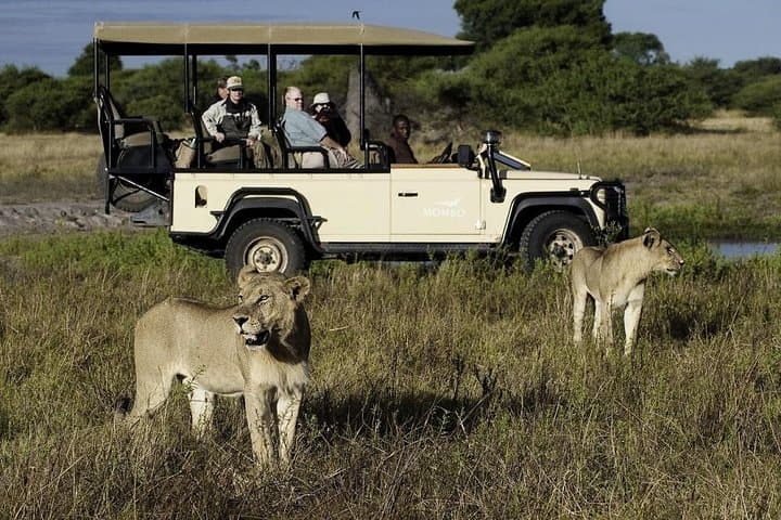 Cape Town Private Big Five Safari: Full-Day Game Reserve Tour