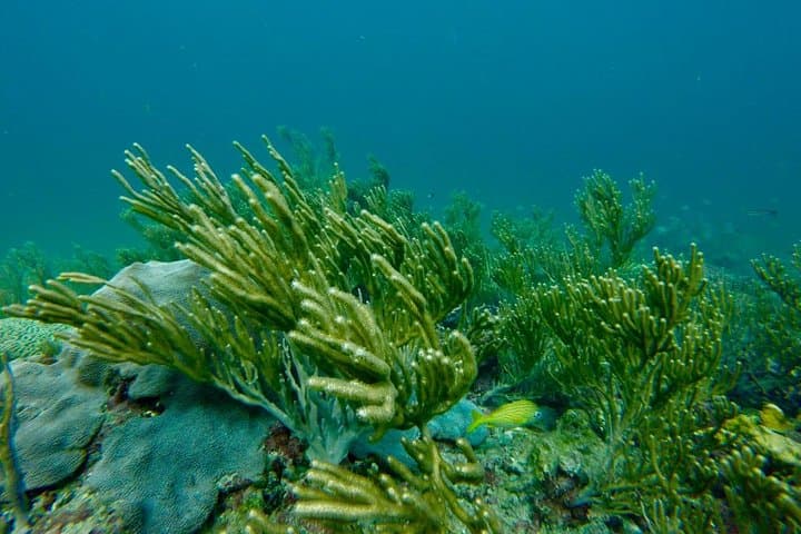 Buccoo Reef Snorkeling Tour: Swim with Dolphins, Turtles & Manta Rays in Tobago photo 5