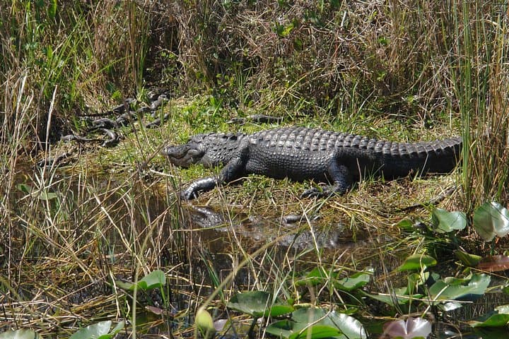 Private Everglades Airboat Tour from Miami with Local Guide photo 5